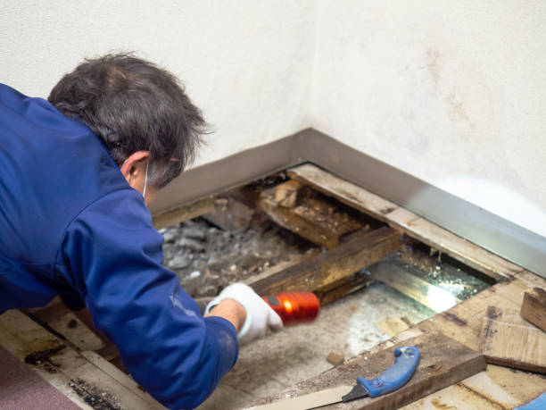 Best Attic Mold Removal  in Mangonia Park, FL