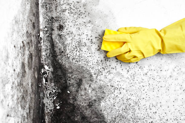 Best Mold Remediation  in Mangonia Park, FL