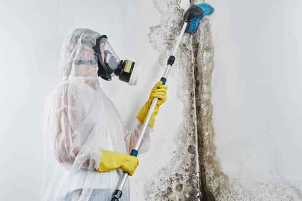 Best Best Mold Removal Companies  in Mangonia Park, FL