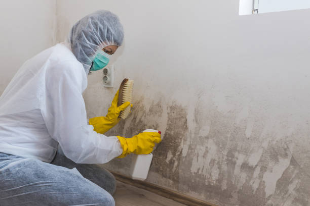 Best Mold Testing and Removal  in Mangonia Park, FL
