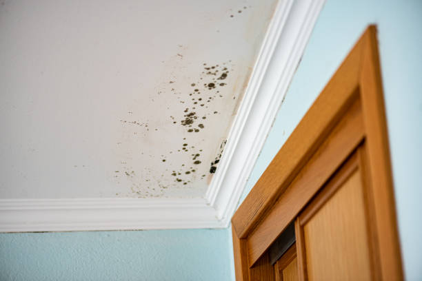 Trusted Mangonia Park, FL Mold Removal Experts