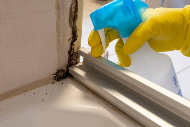 Best Residential Mold Removal  in Mangonia Park, FL