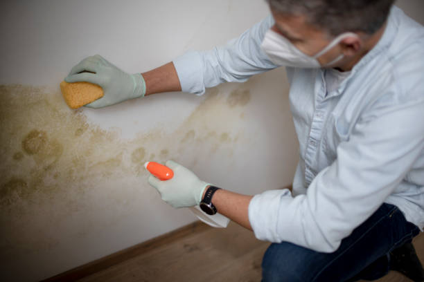 Best Same-Day Mold Removal  in Mangonia Park, FL