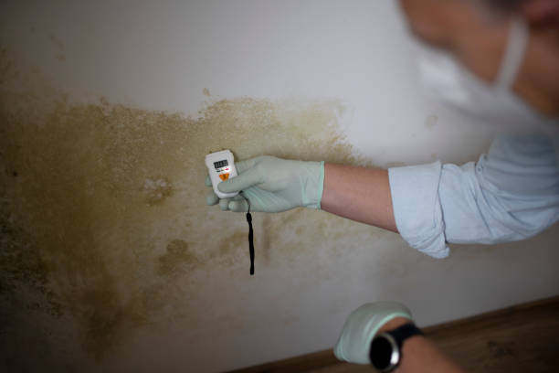 Mold Removal and Inspection in Mangonia Park, FL