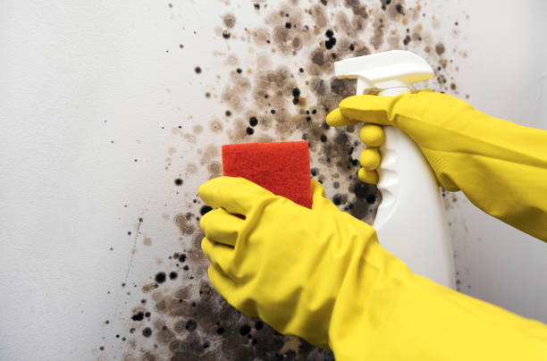 Trusted Mangonia Park, FL Mold Removal Experts