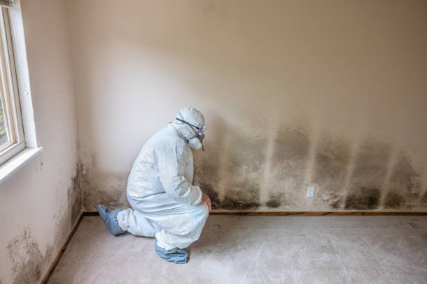 Mold Testing and Removal in Mangonia Park, FL