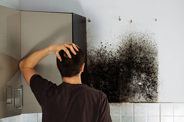 Best Black Mold Removal  in Mangonia Park, FL