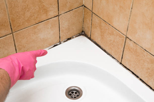 Best Home Mold Removal  in Mangonia Park, FL