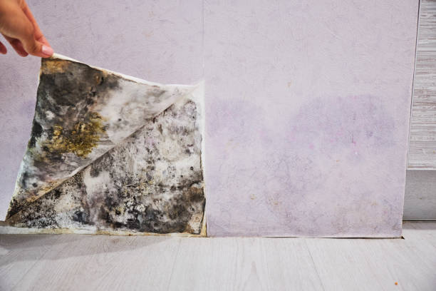 Best Fast Mold Removal  in Mangonia Park, FL